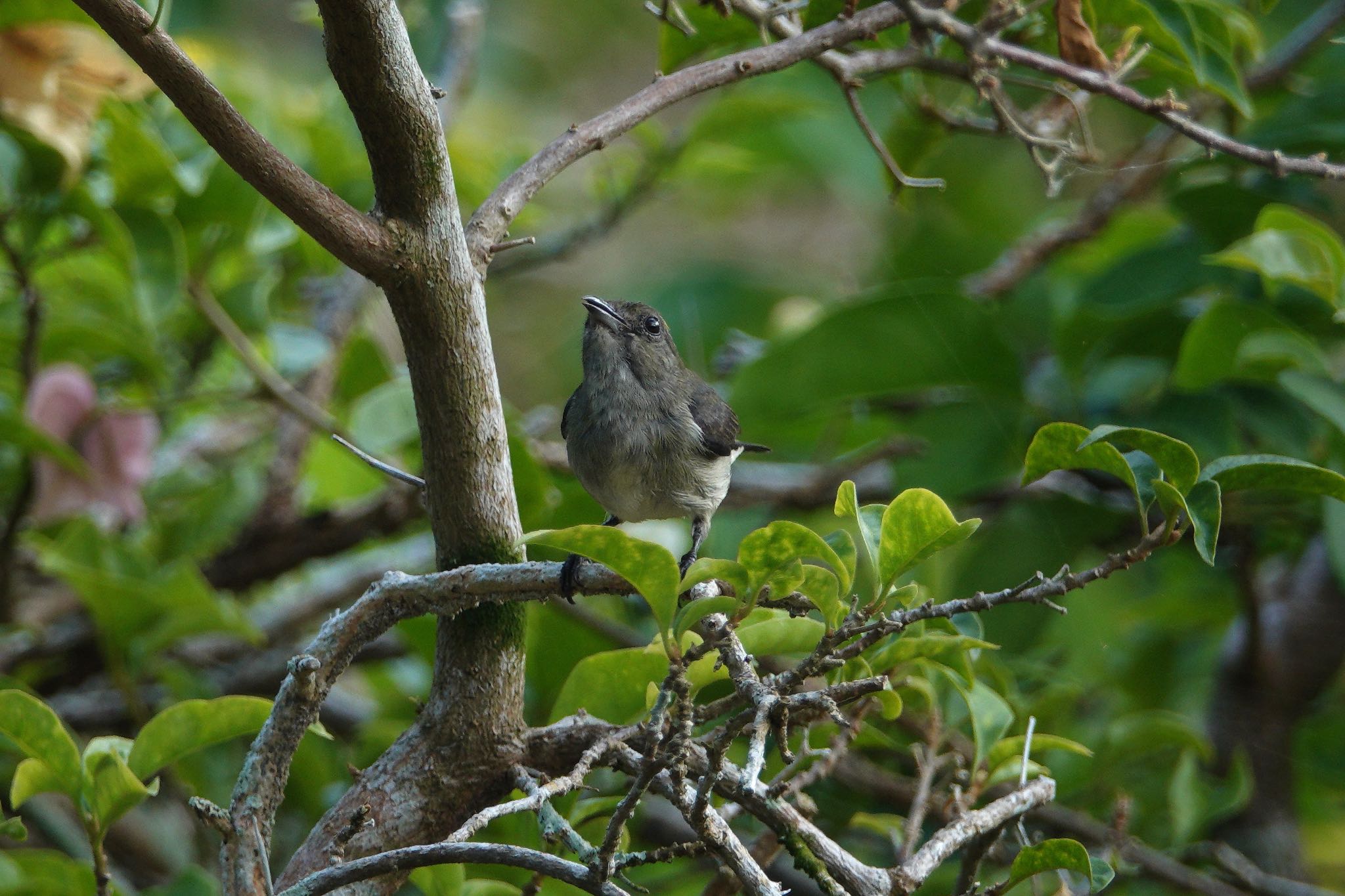 Scarlet-backed Flowerpecker