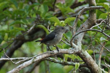 Scarlet-backed Flowerpecker Singapore Botanic Gardens Tue, 3/14/2023