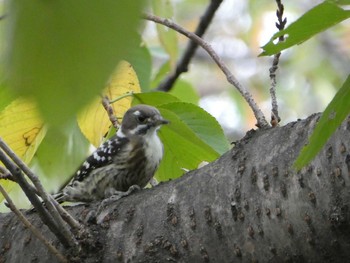 2018年10月8日(月) 恩田川(高瀬橋付近)の野鳥観察記録