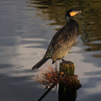 カワウ 中郷温水池公園(三島市) 2023年11月17日(金)