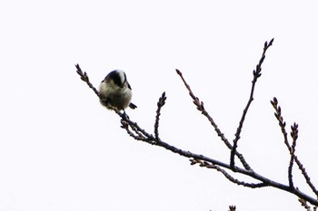 Long-tailed Tit 厚木つつじの丘公園 Mon, 11/13/2023