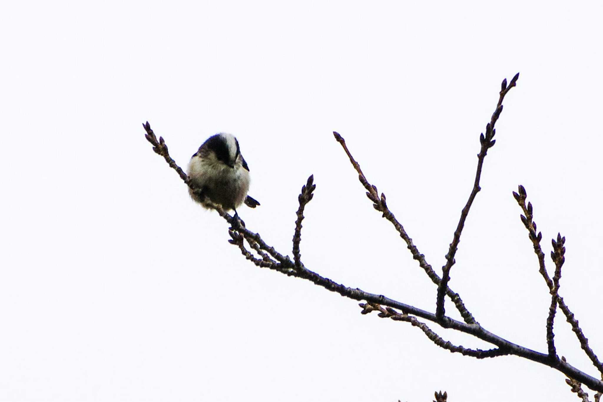 Long-tailed Tit