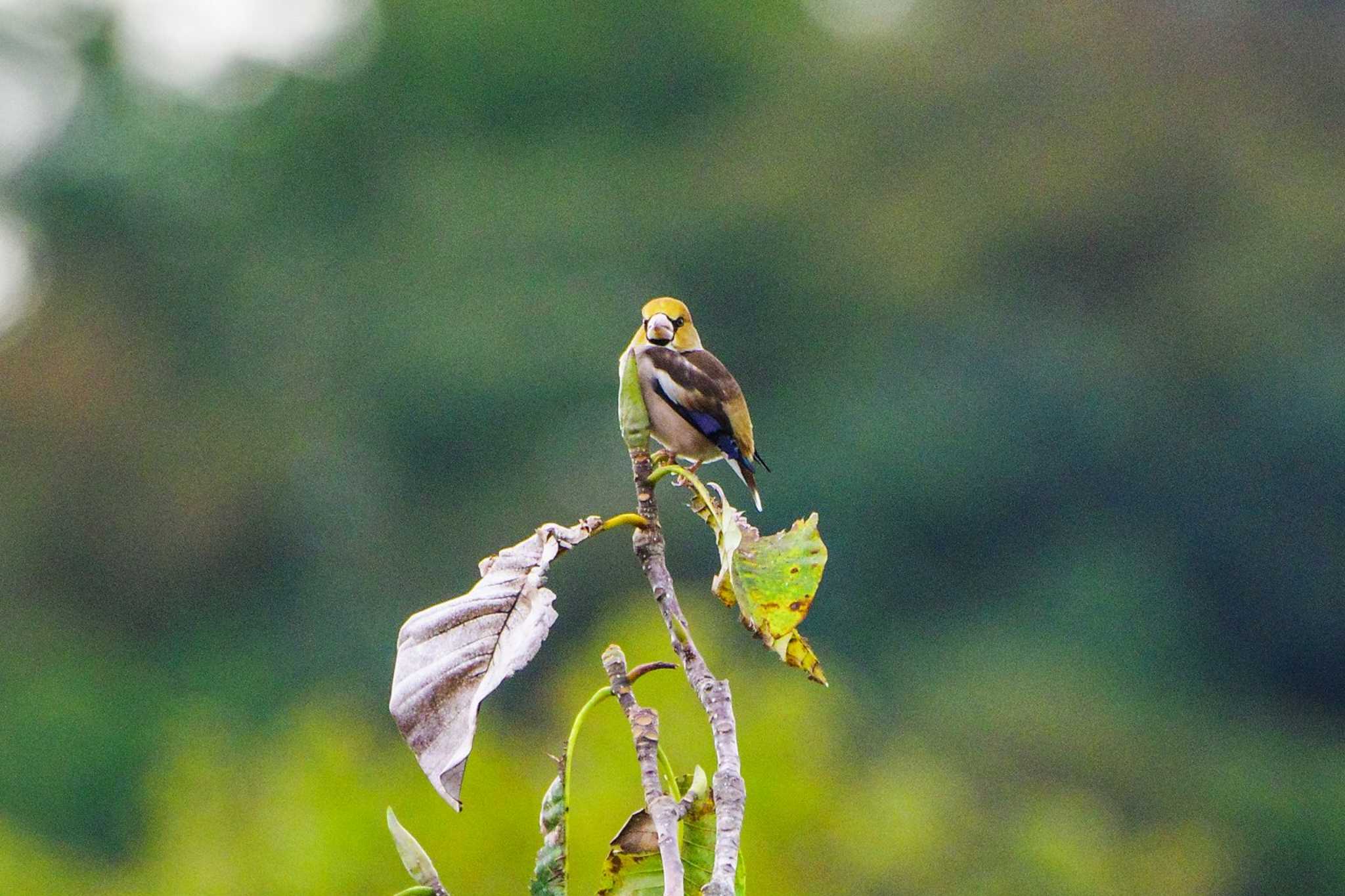 Hawfinch