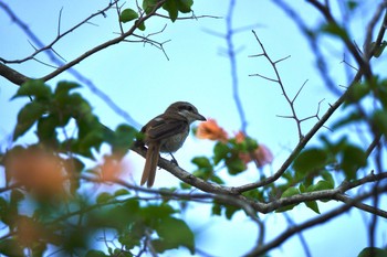 Brown Shrike Singapore Botanic Gardens Tue, 3/14/2023