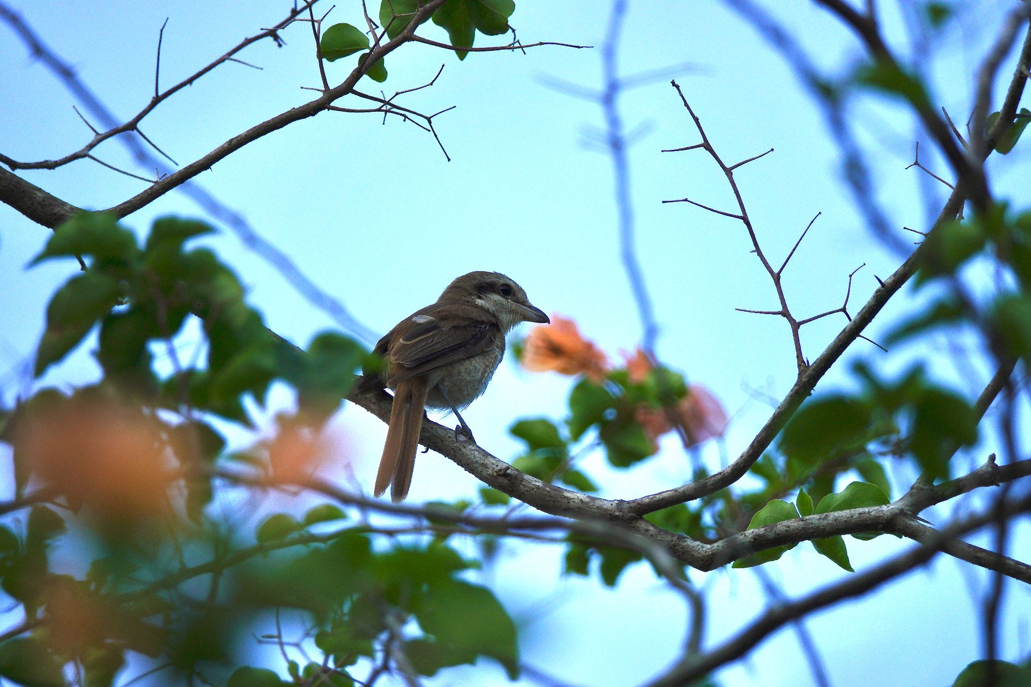 Brown Shrike