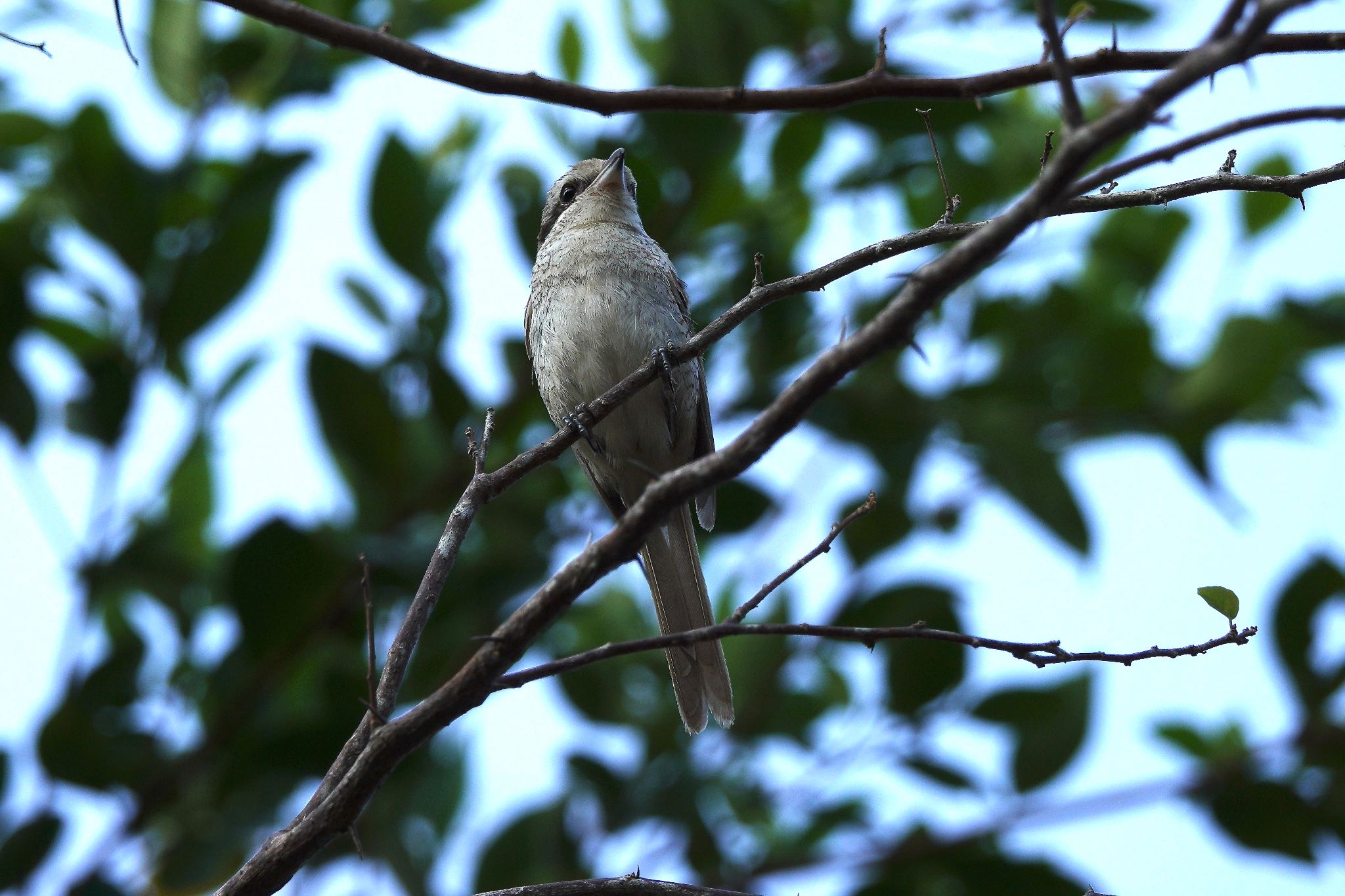 Brown Shrike