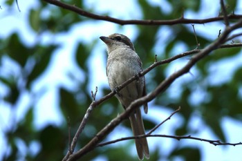 Brown Shrike Singapore Botanic Gardens Tue, 3/14/2023