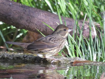 2023年11月20日(月) 京都御苑の野鳥観察記録