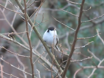 Wed, 3/29/2023 Birding report at 蔵王野鳥の森自然観察センター