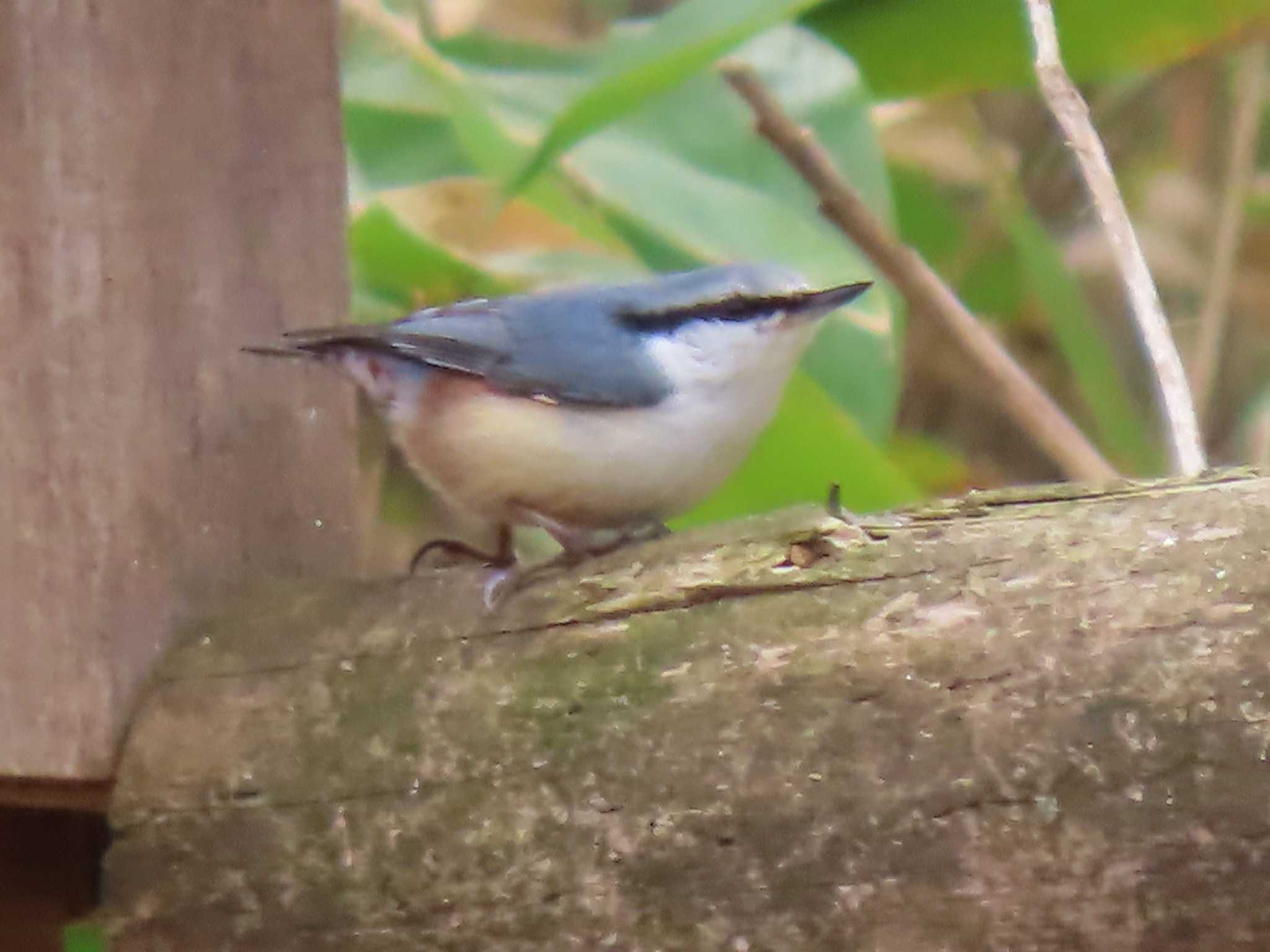 Eurasian Nuthatch