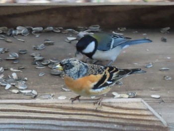 アトリ 蔵王野鳥の森自然観察センター 2023年3月29日(水)