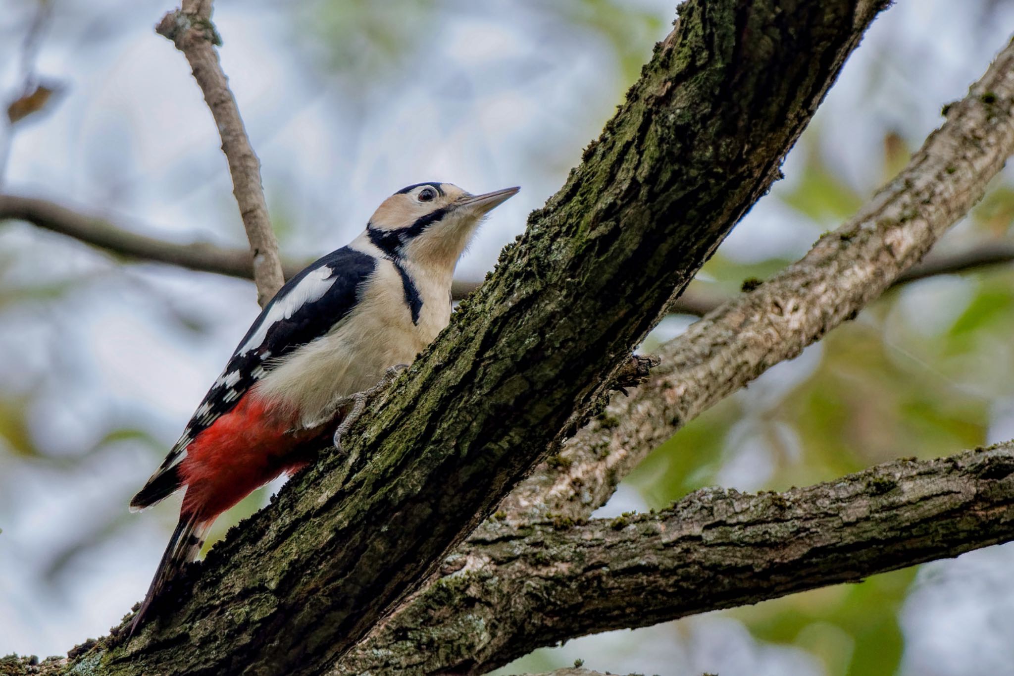 Great Spotted Woodpecker