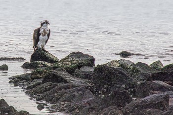 Osprey 山口県阿知須 Sun, 11/19/2023