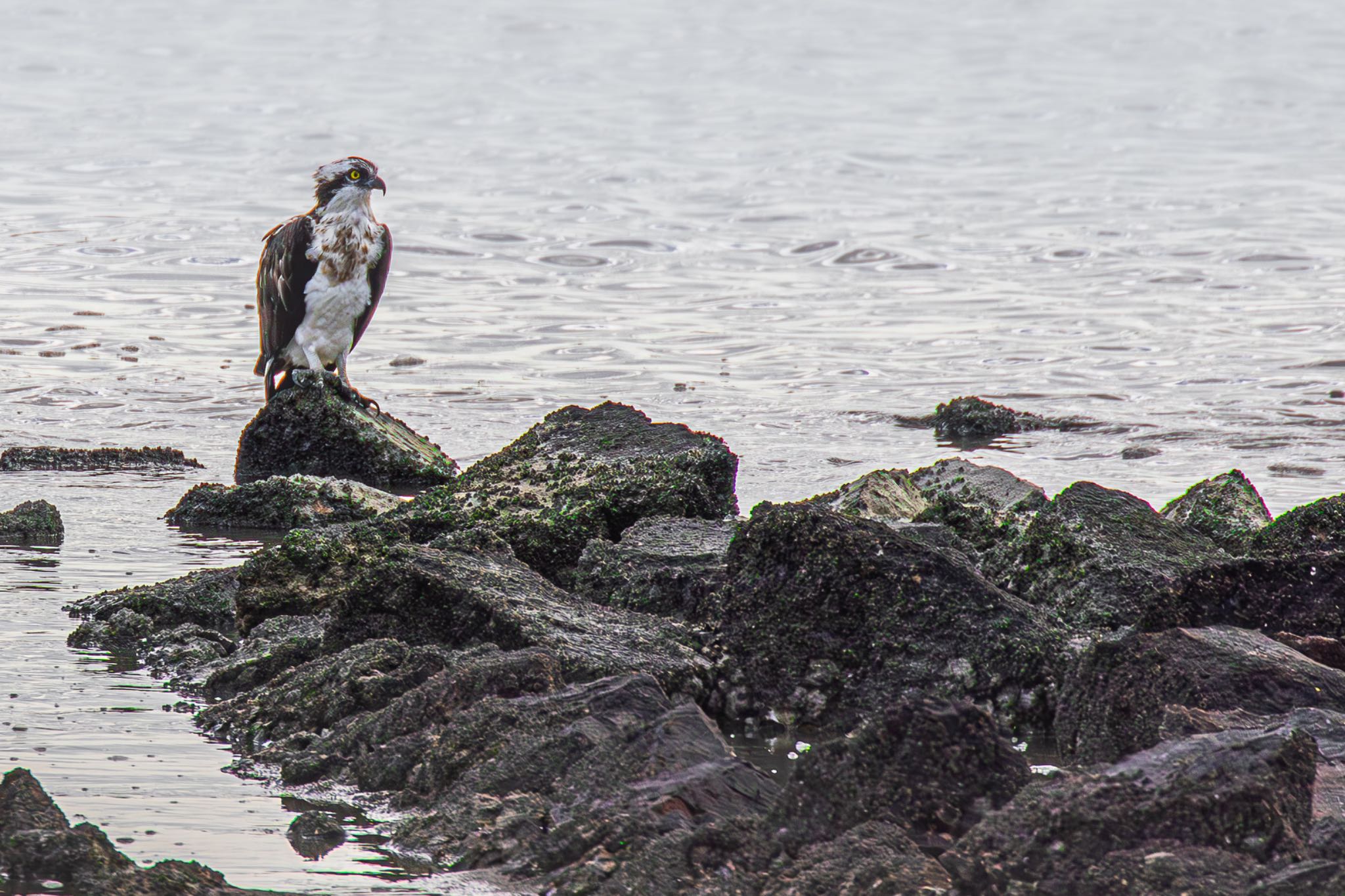 Osprey