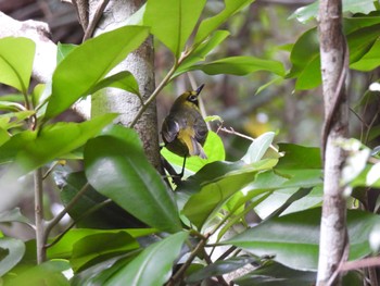 Bonin White-eye Hahajima Island Wed, 11/15/2023