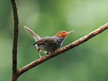 Ashy Tailorbird Saigon Zoo and Botanical Gardens Mon, 11/20/2023