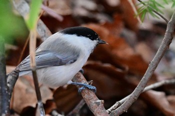 ハシブトガラ 西岡公園(西岡水源地) 2023年11月18日(土)