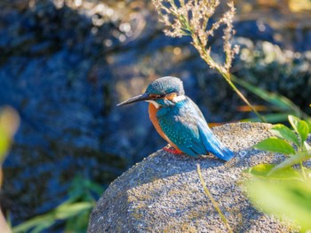 Common Kingfisher 恩田川 Mon, 11/20/2023