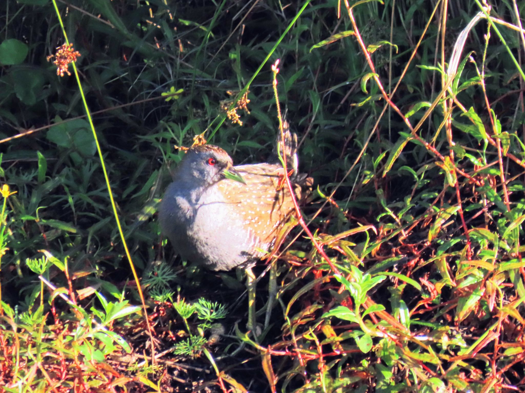 Central Coast Wetlands Pioneer Dairy(NSW) ミナミヒメクイナの写真 by Maki