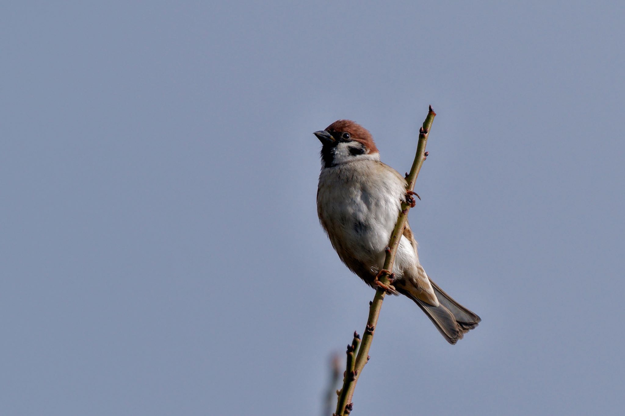 Eurasian Tree Sparrow