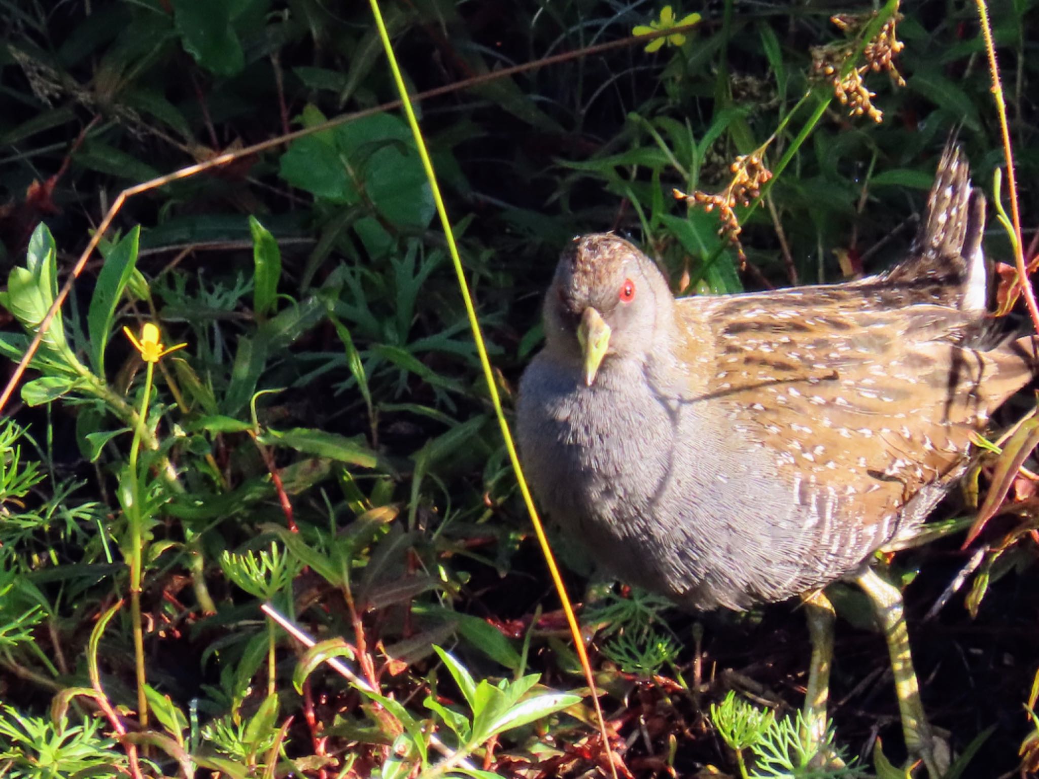 Photo of Australian Crake at Pioner by Maki