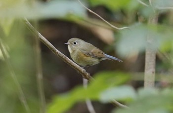 Red-flanked Bluetail 和歌山 Mon, 11/20/2023