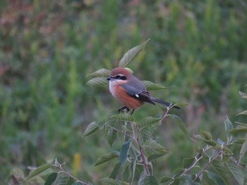 Bull-headed Shrike 狭山湖堤防 Sun, 11/12/2023