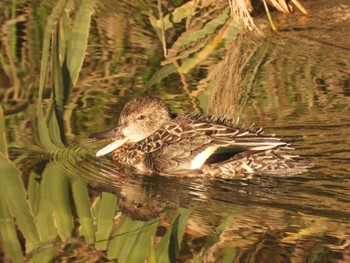 2023年11月19日(日) 綾瀬川の野鳥観察記録