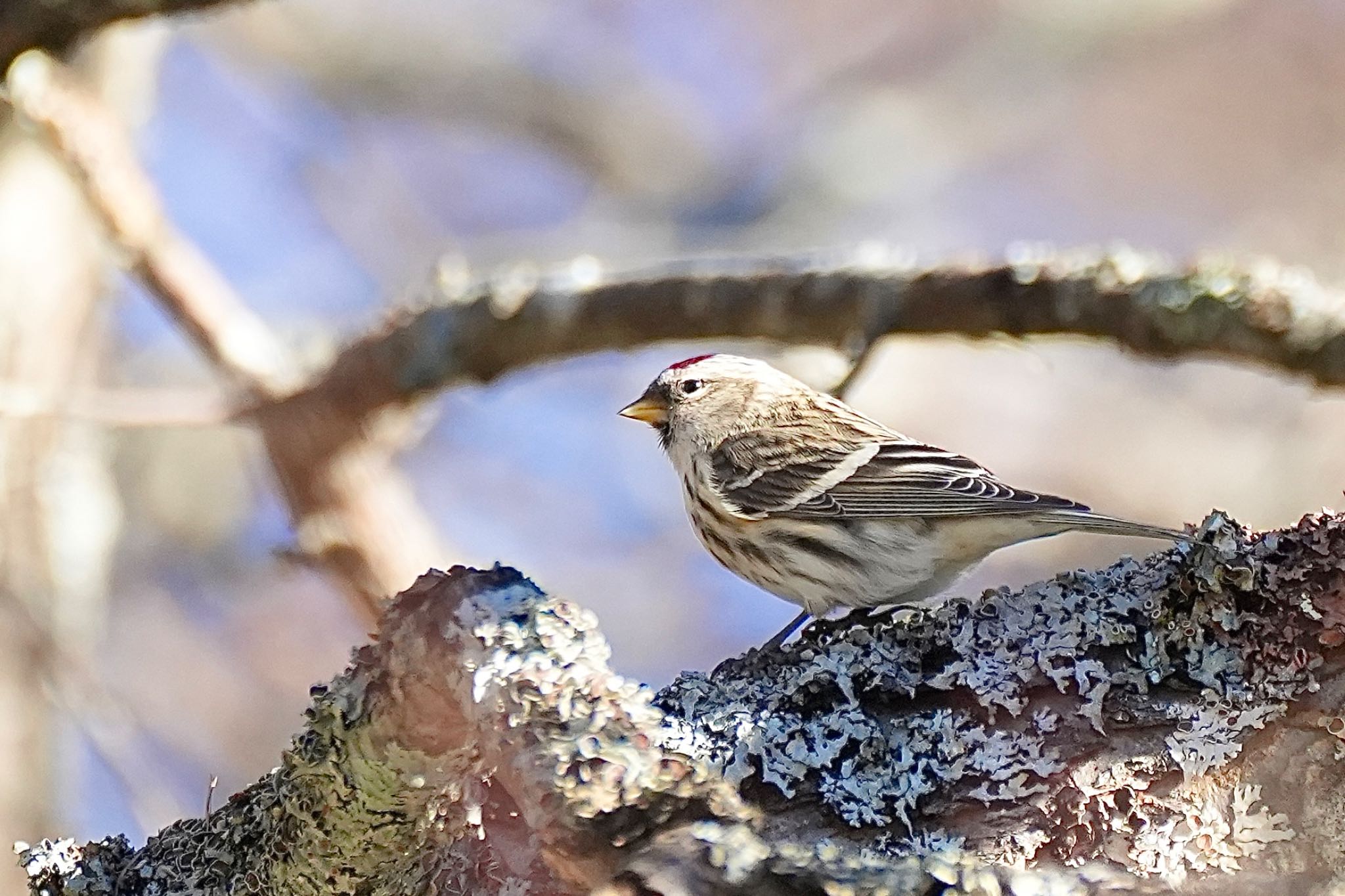 Common Redpoll