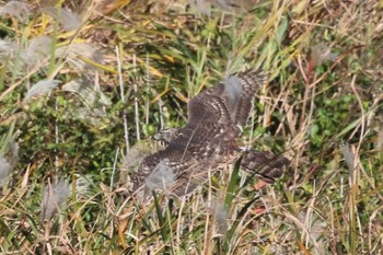 Eurasian Sparrowhawk 多摩川 Sat, 11/18/2023