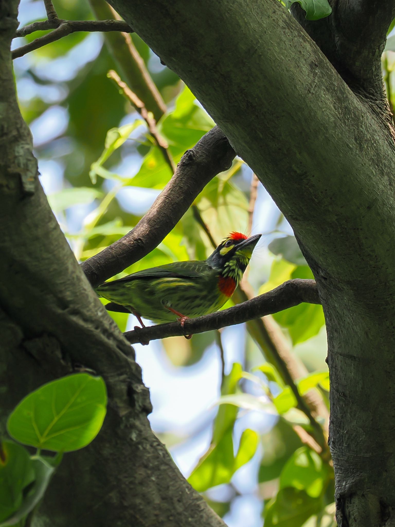 サイゴン動植物園 ムネアカゴシキドリの写真 by daffy@お散歩探鳥＆遠征探鳥♪