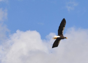 Steller's Sea Eagle 湖北野鳥センター Mon, 11/20/2023