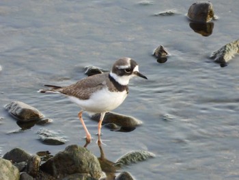 Long-billed Plover 岡山旭川 Mon, 11/20/2023