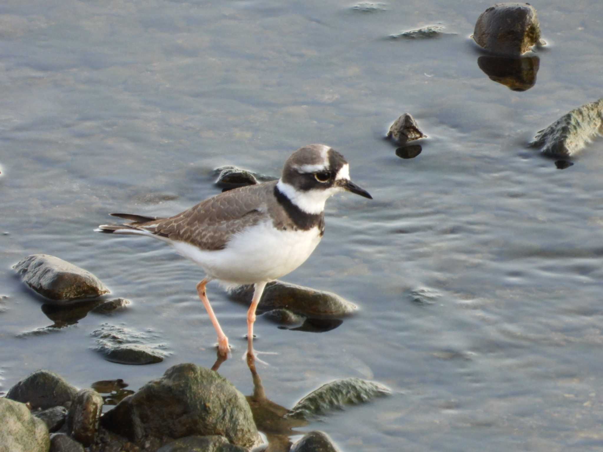 Photo of Long-billed Plover at 岡山旭川 by タケ