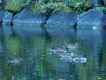 Mon, 11/20/2023 Birding report at Hibiya Park