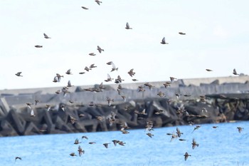 Mon, 11/13/2023 Birding report at 大津漁港(中津郡豊頃町)