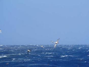 Short-tailed Albatross Miyakejima Island Sun, 2/27/2022