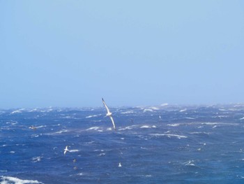 アホウドリ 三宅島 2022年2月27日(日)