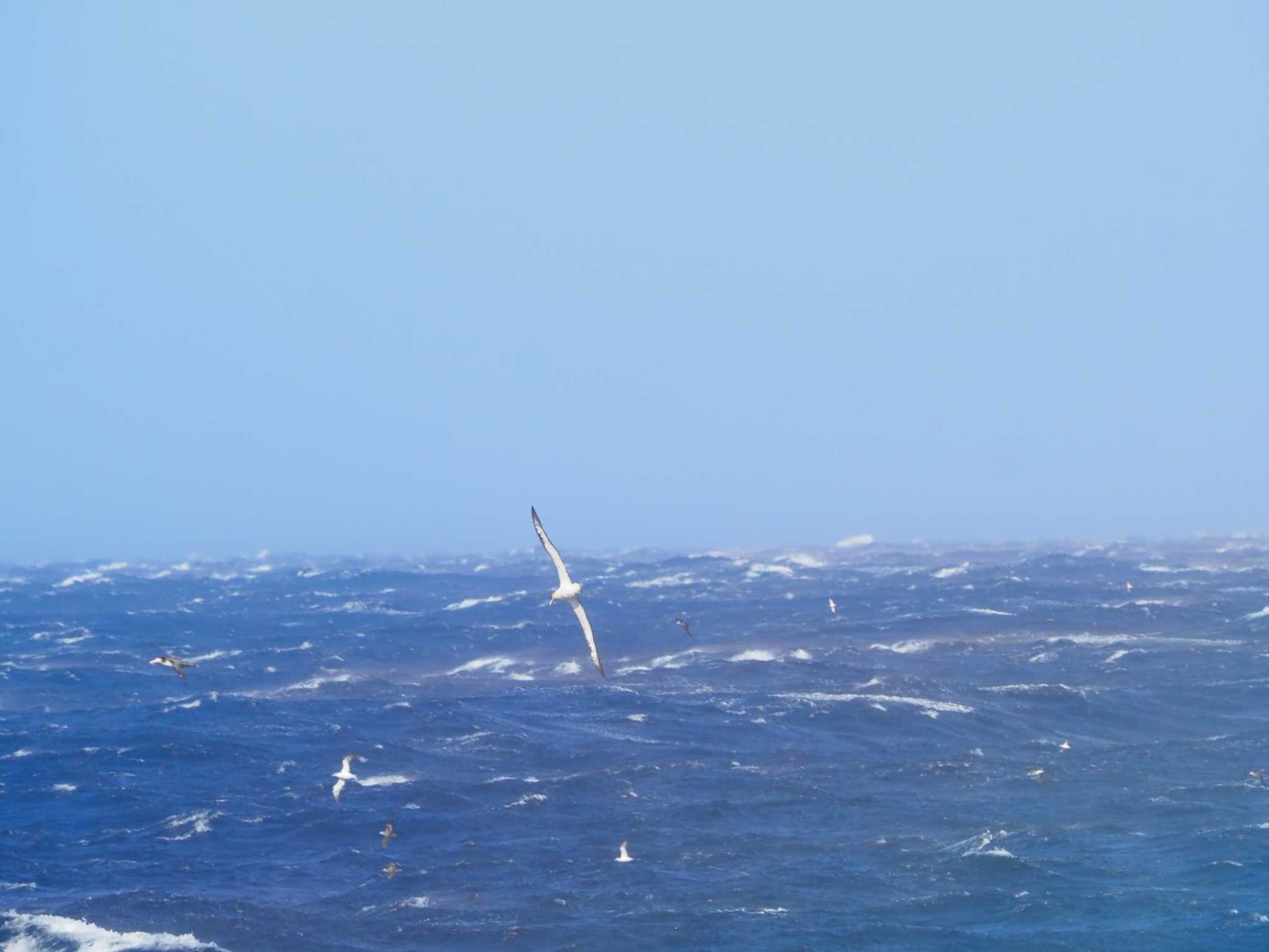 Photo of Short-tailed Albatross at Miyakejima Island by あん