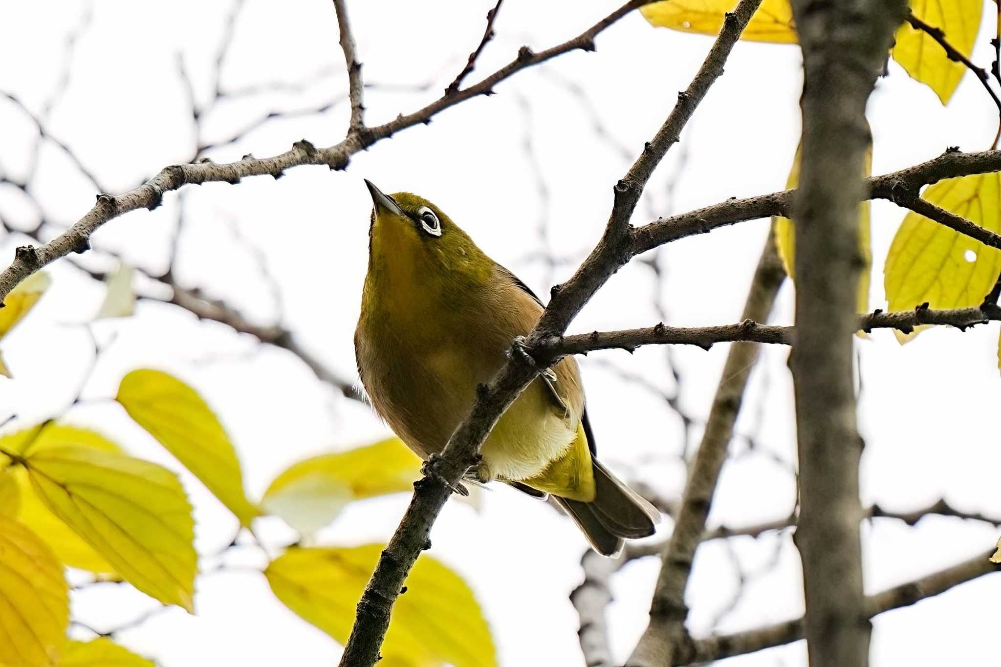 庄内緑地公園 メジロの写真