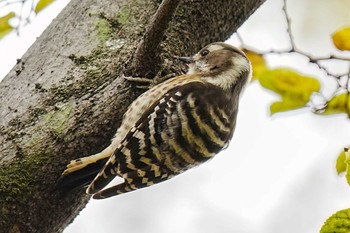 2023年11月18日(土) 庄内緑地公園の野鳥観察記録