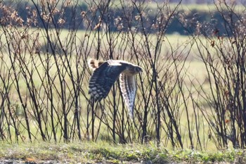 Hen Harrier 浦幌町 ラッコ橋 Mon, 11/13/2023