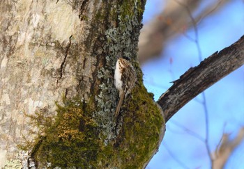 Eurasian Treecreeper 奥日光 Sun, 11/19/2023