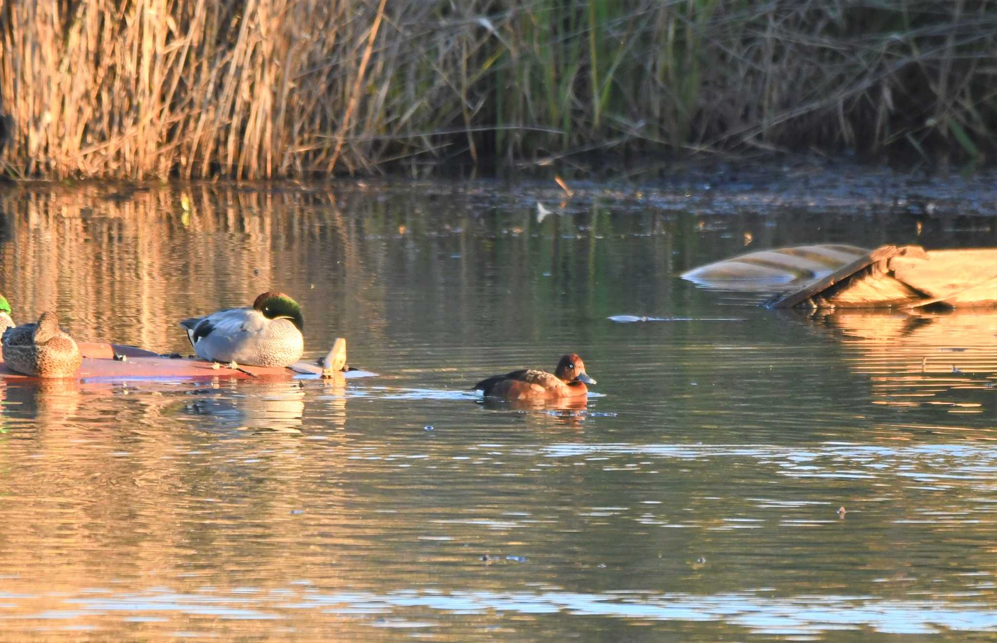 渡良瀬遊水地 メジロガモの写真