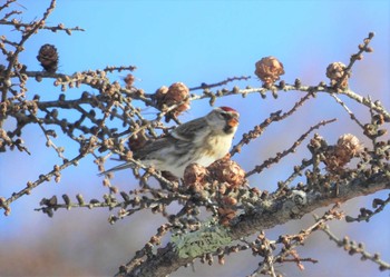 Common Redpoll 奥日光 Sun, 11/19/2023