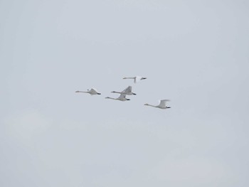 Whooper Swan Lake Utonai Thu, 3/17/2022