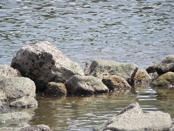 キョウジョシギ 東京港野鳥公園 2023年5月21日(日)