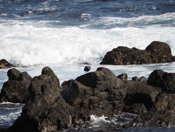 クロサギ 三宅島 2022年2月25日(金)