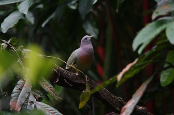 コアオバト シンガポール植物園 2023年3月14日(火)