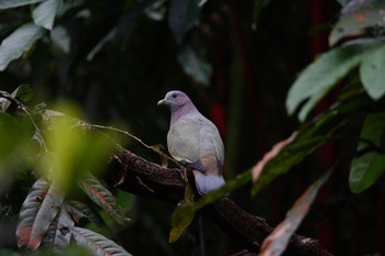 コアオバト シンガポール植物園 2023年3月14日(火)